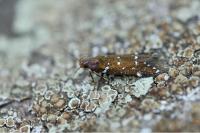 Argolamprotes micella