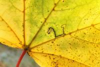 Stigmella aceris