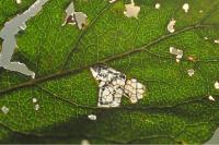 Stigmella salicis