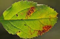 Stigmella desperatella