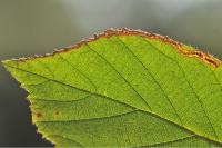 Stigmella aurella