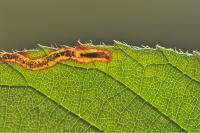 Stigmella aurella