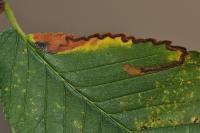 Stigmella ulmivora