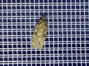 Agonopterix ferocella