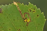 Stigmella sakhalinella