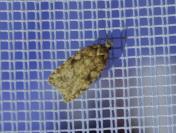 Agonopterix ferocella