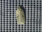 Agonopterix ocellana