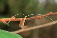Nematopogon metaxella