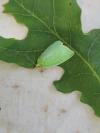 Tortrix viridana