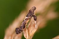 Gracillaria syringella