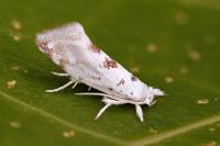 Niphonympha dealbatella