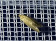 Crassa tinctella