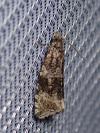 Celypha lacunana