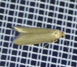 Agnoea subochreella