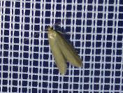 Agnoea subochreella