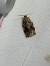 Archips xylosteana