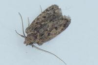 Hofmannophila pseudospretella