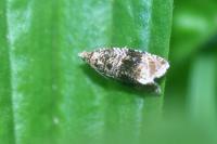 Celypha lacunana