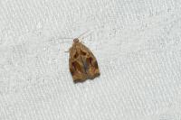 Archips crataegana