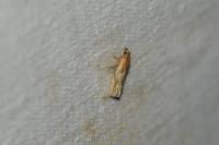 Eucosma