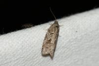 Cnephasia