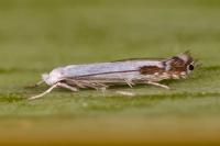 Lyonetia clerkella