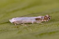 Lyonetia clerkella