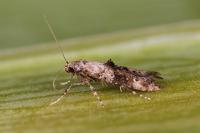 Epermenia chaerophyllella