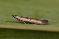 Mesophleps trinotella