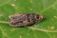 Hofmannophila pseudospretella