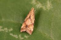 Brachmia blandella