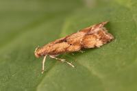 Brachmia blandella