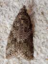 Cnephasia