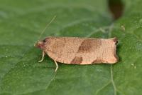 Choristoneura hebenstreitella
