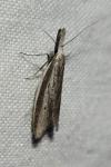 Pleurota bicostella