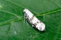 Scythropia crataegella