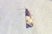 Notocelia cynosbatella