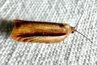 Acleris hastiana