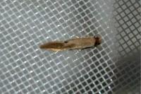 Tinea semifulvella
