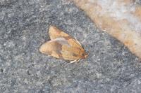 Zelotherses ferugana