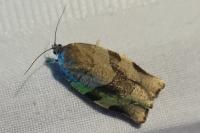 Choristoneura hebenstreitella