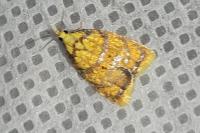 Acleris bergmanniana