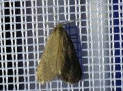 Bijugis bombycella