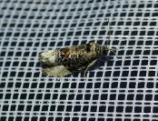 Hedya nubiferana