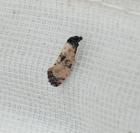 Cochylichroa atricapitana