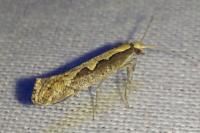 Plutella xylostella