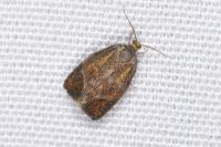 Ptycholoma lecheana