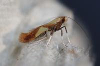 Caloptilia robustella