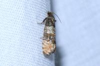 Piniphila bifasciana