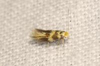 Bucculatrix thoracella